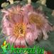Lophophora fricii flower 411