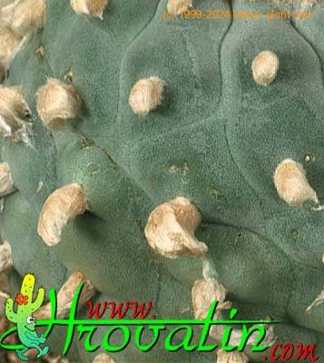 Lophophora fricii thorn 412