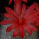 Mammillaria senilis SIf