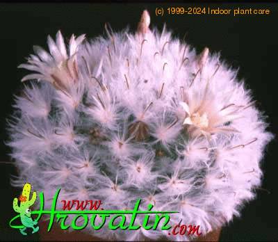 Mammillaria bocasana v multilanata 174