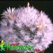Mammillaria bocasana v multilanata 174