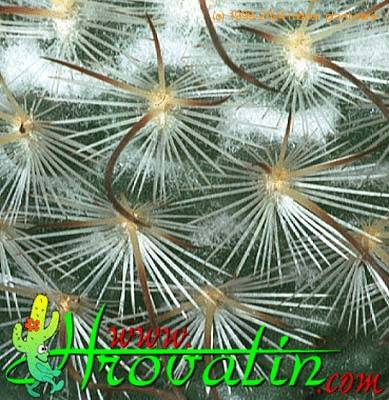 Mammillaria bombycina thorn 353