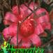Mammillaria durispina flower 428