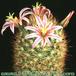 Mammillaria fraileana add1 83