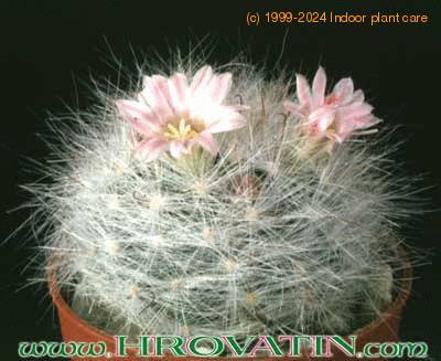 Mammillaria glassii 209