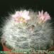 Mammillaria glassii 209