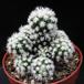 Mammillaria gracilis -Snow-