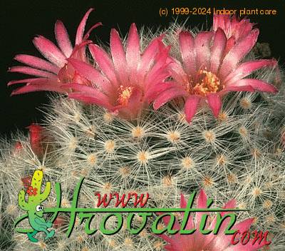 Mammillaria laui flower 190