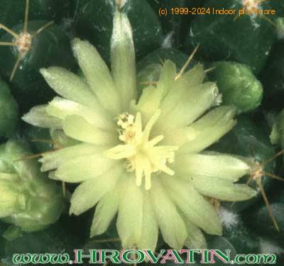 Mammillaria marksiana flower 240