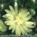 Mammillaria marksiana flower 240