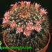 Mammillaria pettersonii 644