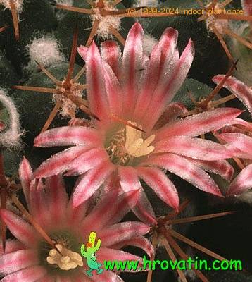 Mammillaria pettersonii flower 645