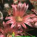 Mammillaria pettersonii flower 645