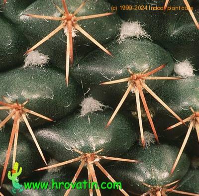 Mammillaria pettersonii thorn 646