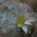 Mammillaria plumosa 2