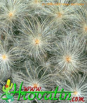 Mammillaria plumosa thorn 350