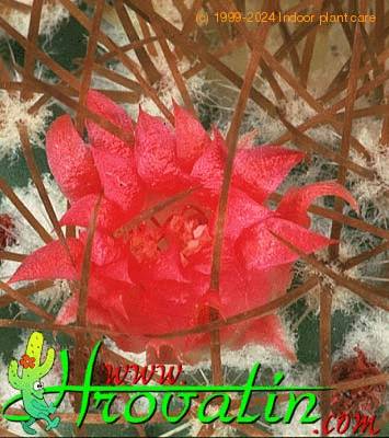 Mammillaria rhodantha flower 437