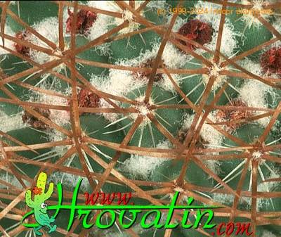 Mammillaria rhodantha thorn 438