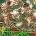 Mammillaria rhodantha thorn 438