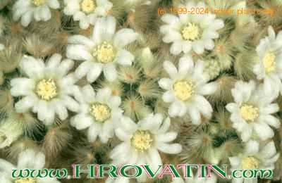 Mammillaria schiedeana flower 73