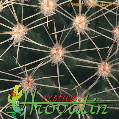 Mammillaria spinosissima v albispina thorn 464