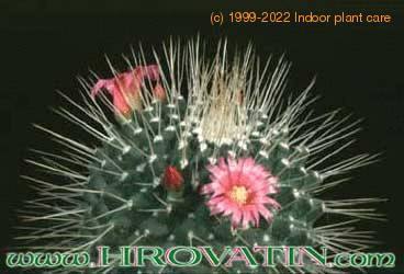 Mammillaria spinosissima v monospina flower 202