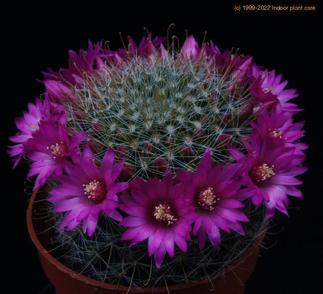 mammillaria zeilmanniana sib