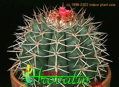 Melocactus peruvianus 360