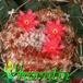 Melocactus peruvianus flower 361