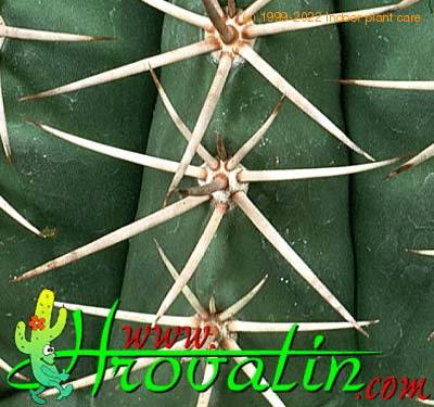 Melocactus peruvianus thorn 362