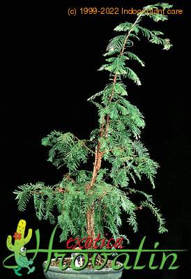 Metasequoia glyptostro boides 2636