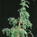Metasequoia glyptostroboides 2636