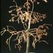 Metasequoia glyptostroboides - pozno jeseni 2641