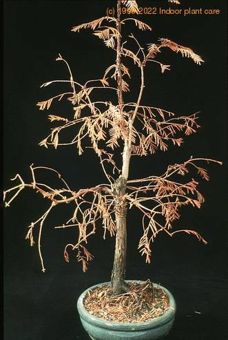 Metasequoia glyptostroboides - pozno jeseni 2641