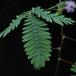 Mimosa pudica-leaf
