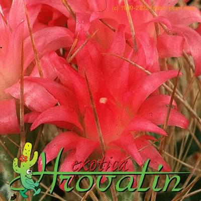 Neoporteria nidus v multicolor flower 452