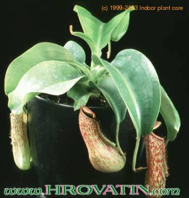 Nepenthes hybrid 1705