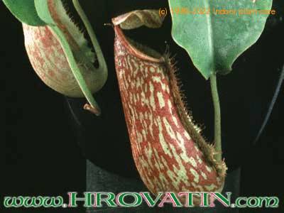 Nepenthes hybrid flower 1705a
