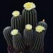 Notocactus magnificus SIb 2