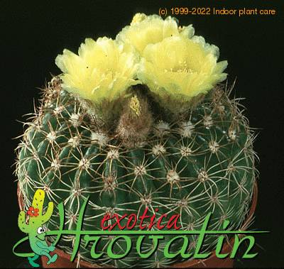 Notocactus ottonis v nigrispinus 448