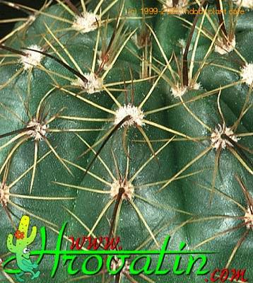 Notocactus ottonis thorn 435