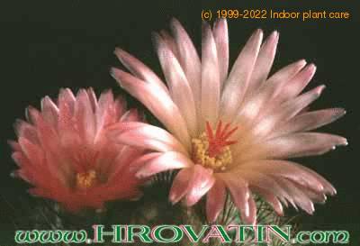 Notocactus roseoluteus flower 111