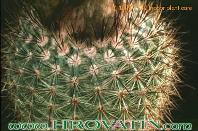 Notocactus roseoluteus thorn 112