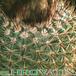 Notocactus roseoluteus thorn 112