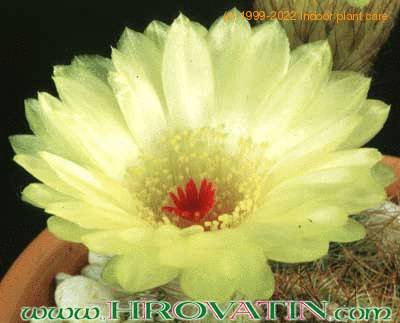 Notocactus schlosseri flower 180