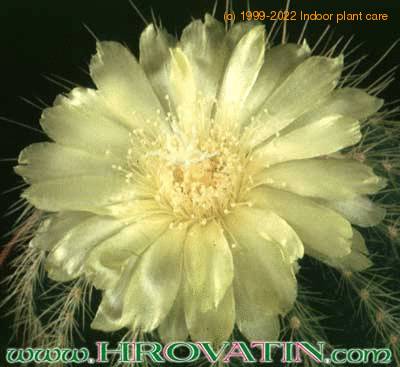 Notocactus schumannianus flower 269