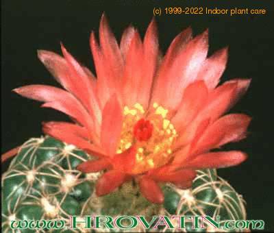 Notocactus uebelmannianus flower 96