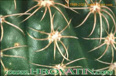 Notocactus uebelmannianus thorn 97