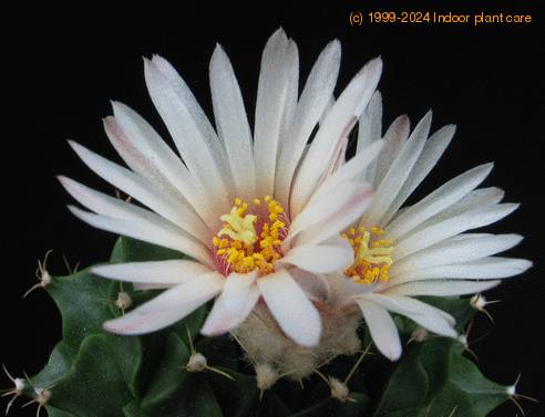Obregonia denegrii flower