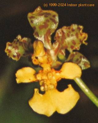 Oncidium species flower oncidium sp k